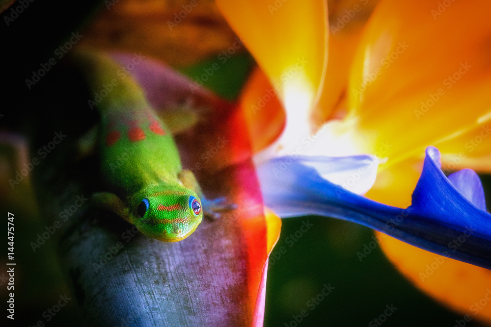 Madagascar Gold-Dusted Green Gecko - obrazy, fototapety, plakaty 