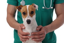 Veterinary Care. Vet Doctor And Dog Jack Russell Terrier