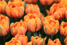 Orange Tulips With Green And Red Highlights
