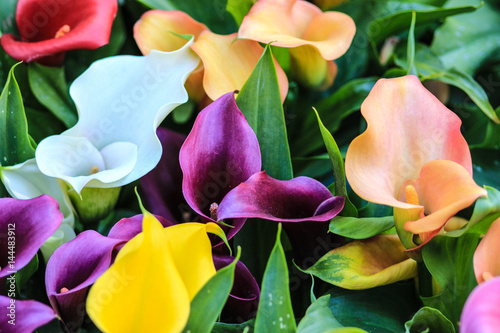 Fotografía Red white purple yellow and orange calla lilies