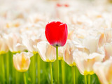 Fototapeta Tulipany - Spring flowers series, beautiful red tulips in tulip field with blur foreground and background.