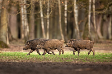 Wall Mural - wild boar, sus scrofa, czech republic
