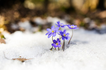 blue spring snowdrops on the snow, hepatica nobilis