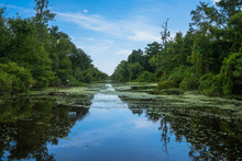 New Orleans Swamp In The Bayou 