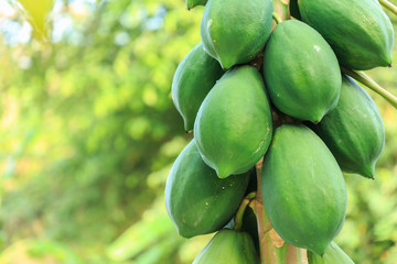 Poster - Green papaya on the tree and blur background