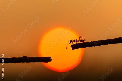 Zdjęcie XXL Sylwetka mrówki czerwony odprowadzenie na gałąź i zmierzchu tle