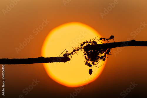 Zdjęcie XXL Sylwetka czerwona mrówka chodzi na gałąź i zmierzchu tle