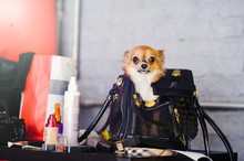 The Little Dog In The Bag On The Table Among Cosmetics, Style And Fashion