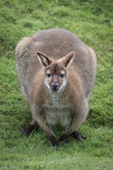 Poster - Bennetts wallaby crouched down and staring directly forward at the camera / viewer in an upright vertical format