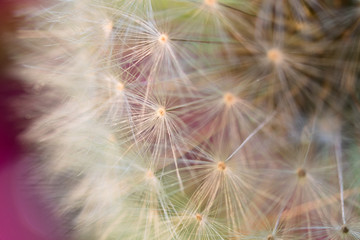 Wall Mural - spring soft dandelion white flower pistils highlighted on green red abstract background macro close up 