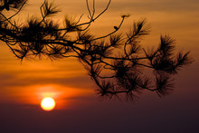 Silhouette Of Pine Tree Branches With Sunset In The Background.