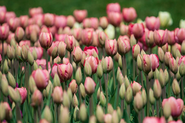 blooming field of tulips thousands of tulips