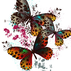 Poster - Butterfly vector design with colorful wings