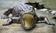Open Mouth Crocodile On The Floor In The Farm