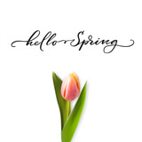 Fototapeta Na ścianę - Hello spring hand lettering on white background with realistic beautiful tulip flower. Vector season illustration.