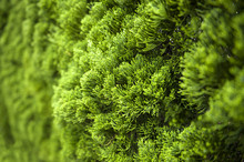 Lush Foliage Of Cypress Background Texture