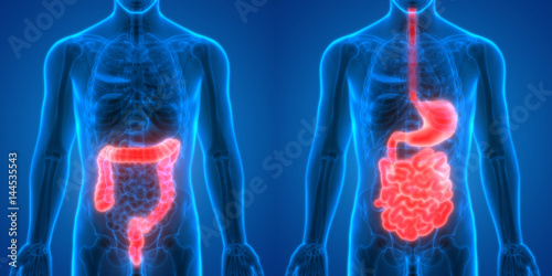 Fotografia Human Digestive system Anatomy (Large and Small intestine with Stomach)