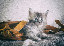 Adorable Kitten/ Vintage Postcard Style