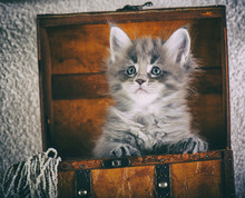 Adorable Kitten/ Vintage Postcard Style