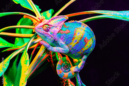 Fotografía Yemen chameleon isolated on black background
