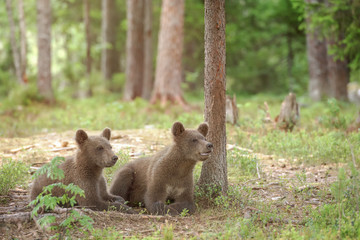 Wall Mural - Brown bear cubs resting in forest on a summer evening