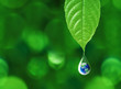 © kardd - Earth in water drop reflection under green leaf, water and environment concept, Elements of this image furnished by NASA