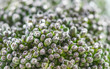 Macro of Broccoli Floret