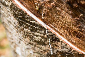 White milk on rubber tree trunk, closeup view