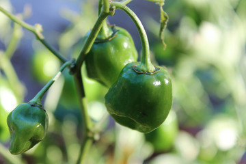 Closeup of Pepper in Garden