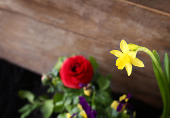 Wall Mural - Beautiful narcissus flower on blurred background