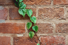 Grunge Brick Wall With Natural Floral Frame. Wild Grape