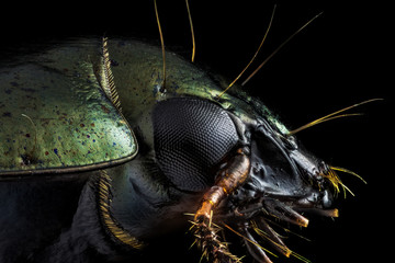 Wall Mural - Extreme macro - Profile portrait of a green beetle photographed through a microscope at x10 magnification.