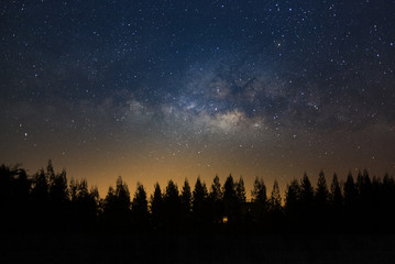 Wall Mural - beautiful milkyway and silhouette of pine tree on a night sky before sunrise