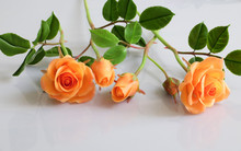 Clay Orange Roses Flower On White Background