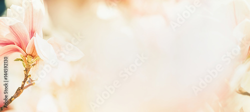 Plakat Ładny kwiat magnolii w pastelowym kolorze, kwiatowy transparent, wiosenna przyroda na świeżym powietrzu w ogrodzie lub parku