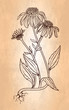Echinacea flower vintage style illustration