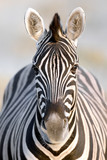 Fototapeta Konie - Zebra portrait