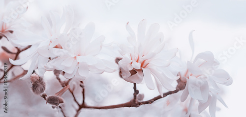 Plakat delikatne kwiaty magnolii wysoki klucz