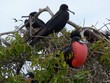 Frigate birds in large numbers flying and nesting on the hill tops of Isla de la Plata.