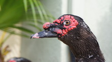 Florida Muscovy Duck Close-up