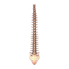 Wall Mural - 3d illustration of human vertebral column