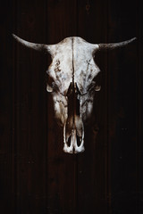 Bull's skull with horns on the background of wooden boards, trophy in wild West style