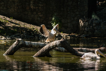 Pelican sits on a log and is heated in the sun