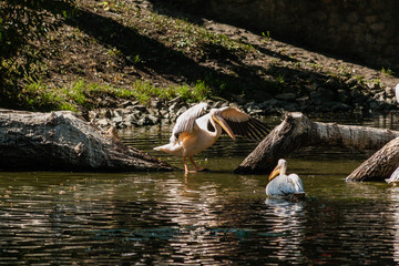 Pelican sits on a log and is heated in the sun