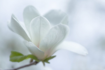 Wall Mural - white magnolia flower