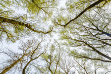 Looking Up At The Sky Through A Green Willows And Poplars Trees Forest During Spring