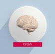 © Anatomy Insider - Brain infographic with title : 'brain'. Anatomical icon of brain on white circle. 3d illustration.