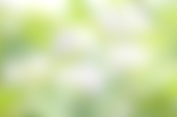 Wall Mural - Texture blur green and white color background