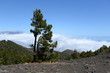 Kanarische Kiefer an der Vulkanroute, La Palma