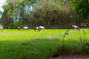 Wall Mural - Cows grazing on farm with green field in good weather day